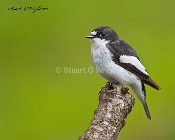 215 - Flycatchers, Redstarts & Stonechats