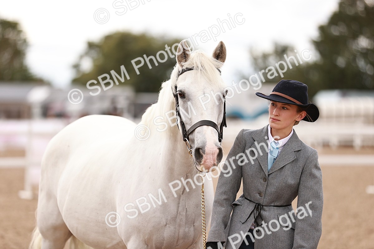SBM_16241 - Class412 - Handsome Gelding (IH  or Ridden) Adult