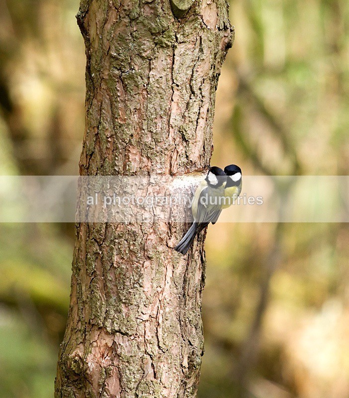  - Eskrigg Nature Reserve Lockerbie