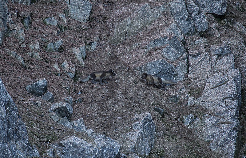 Arctic fox 8865 - Trip with MS Expedition August 2016