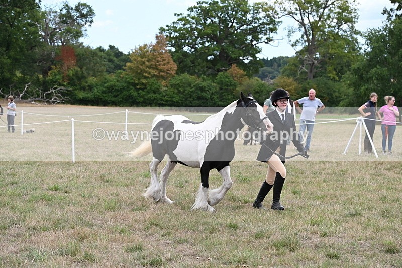 WJ6_5711 - Class 18 In-hand Coloured