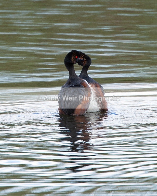 Black Necked Grebe Photograph