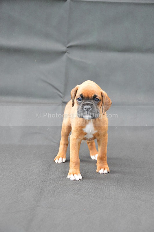  - Boxers