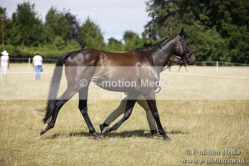 _C7A9724 - BVRC Sow 2018 Ring 2