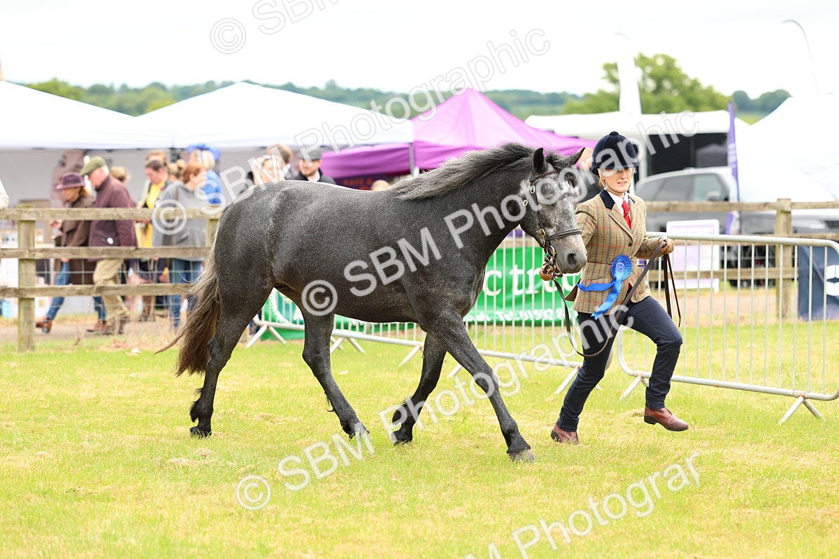 SBM_04146 - Class 64-67 - Shetland Pony In Hand