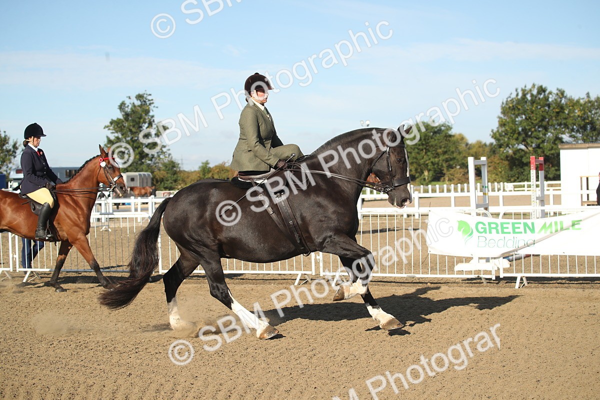 SBM_11296 - Class 501 -Riding Club Pony