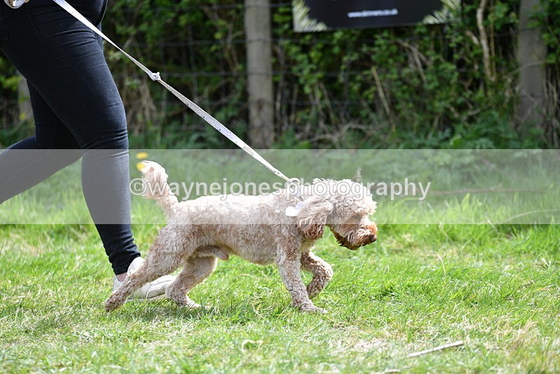 WJ5_9671 - Class 3 Most Handsome Dog
