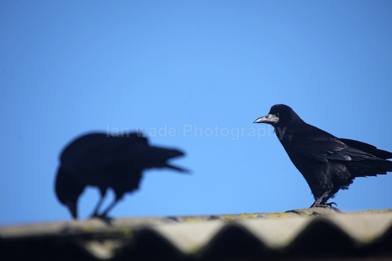 Rooks on a roof in Bristol_0023 - Birds, swans and gulls