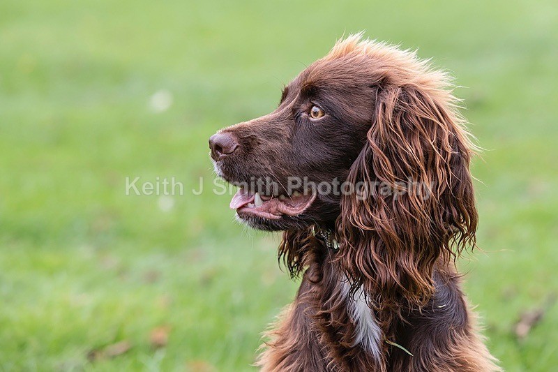 0KJS4800 - Dogs in Abington Park