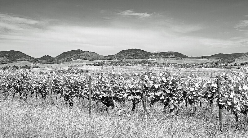  - Vineyards & Vines / Weinberge & Reben