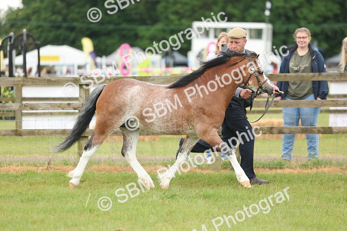 SBM_01667 - Class 50-57 - M&M Welsh Pony In Hand