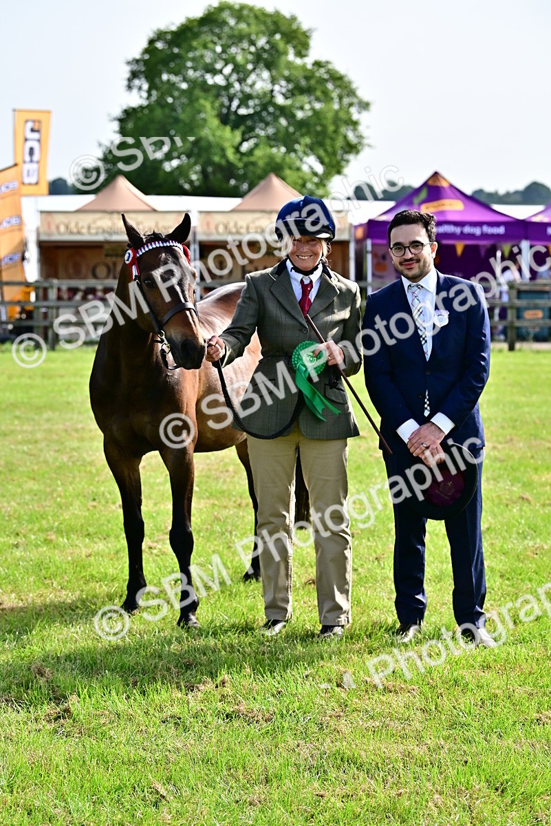 SBM_01019 - Class 46-49 - Arab and Part Bed-Anglo Arab In Hand