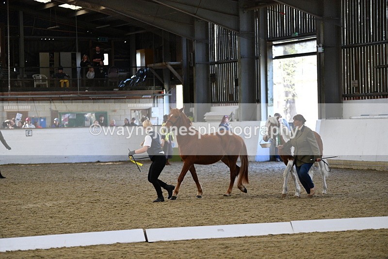 WJ5_3788 - Class 5 In Hand Veterans