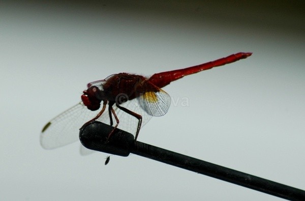 Triangular Balance - Insects and Spiders