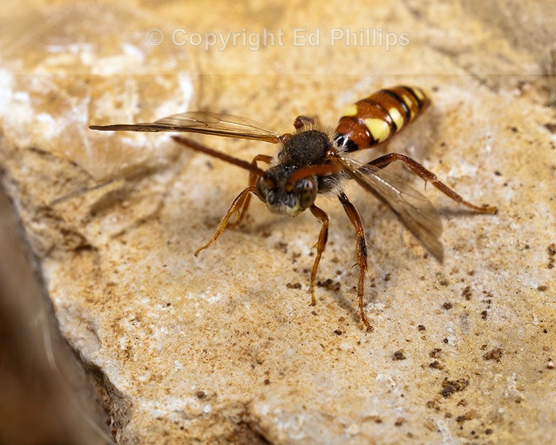 Nomada hirtipes (m)