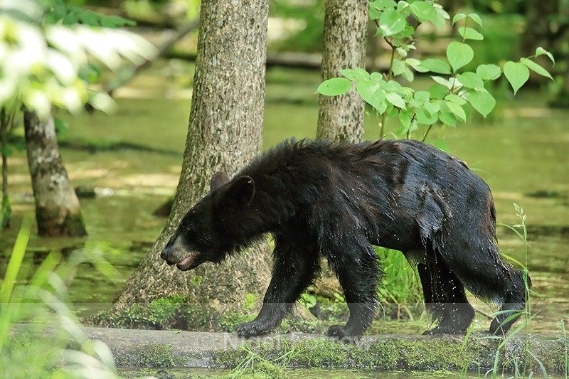Wet Black Bear crosses log in water, Minnesota - American Black Bear