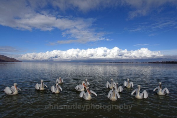  - Birds of Britain and Europe