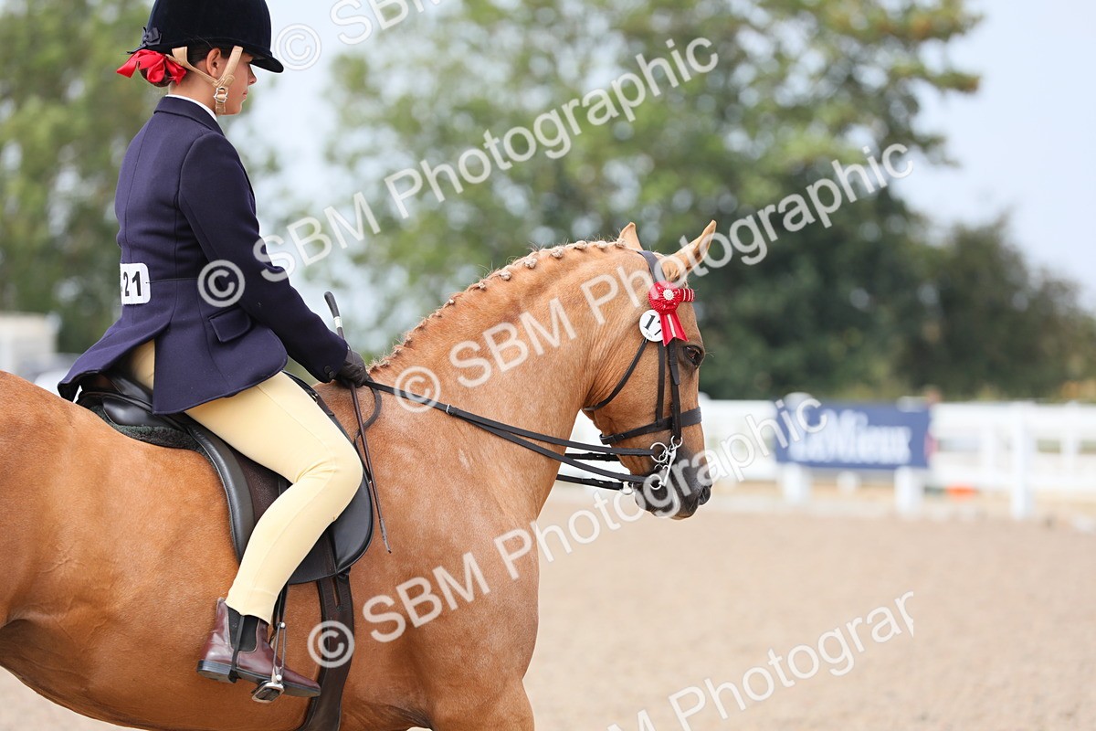 SBM_15612 - Class 311 Ridden Show Pony/ Show Hunter Pony