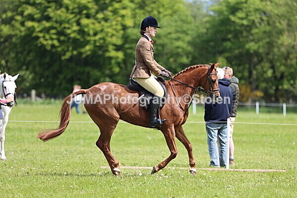 IMG_3327 - Working Hunter