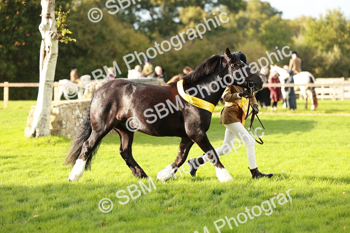 SBM_29270 - Novice & newcomer Supreme Championship