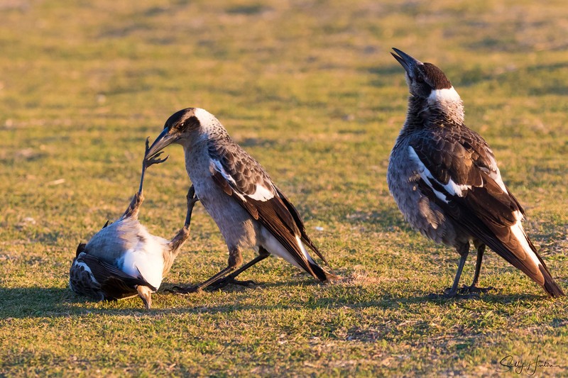 Juvenile Magpies 6