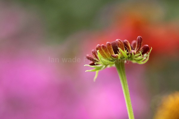  - Wild Flowers,  plants & Fungus photography, Great Britain