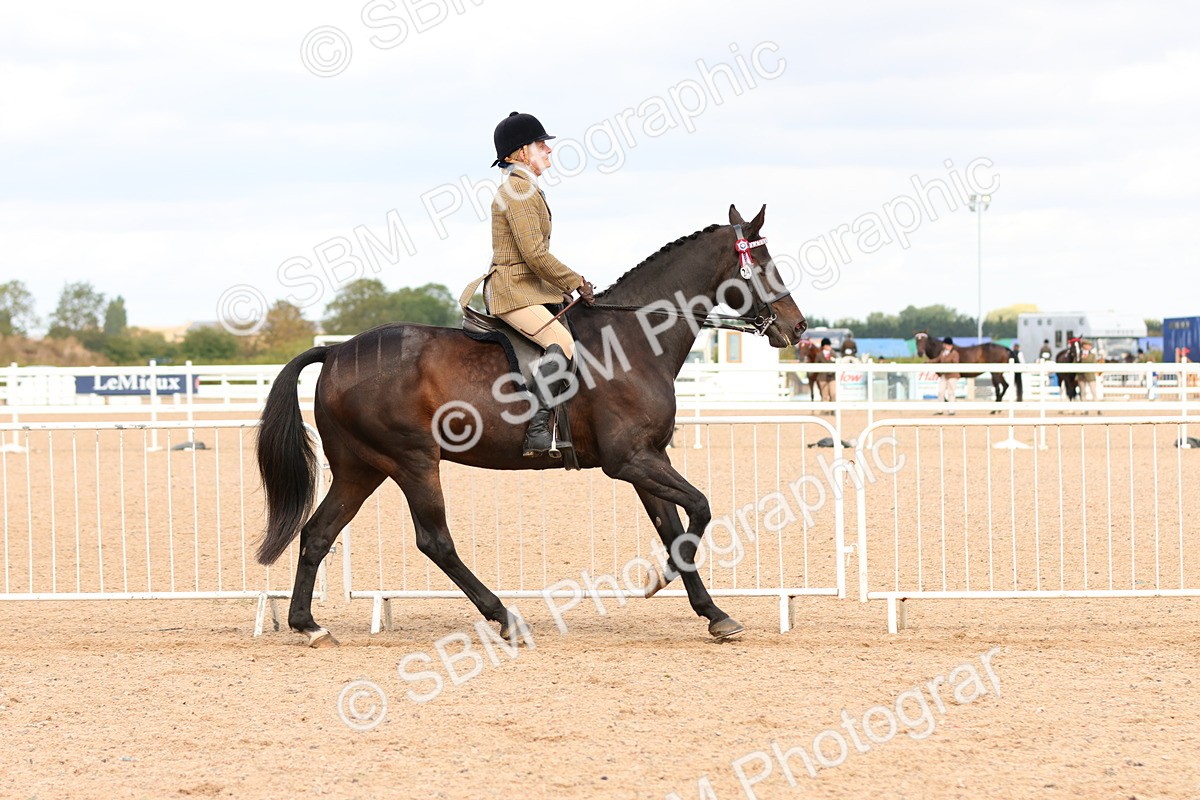 SBM_14102 - Class 213 - Ridden Hack Riding Horse