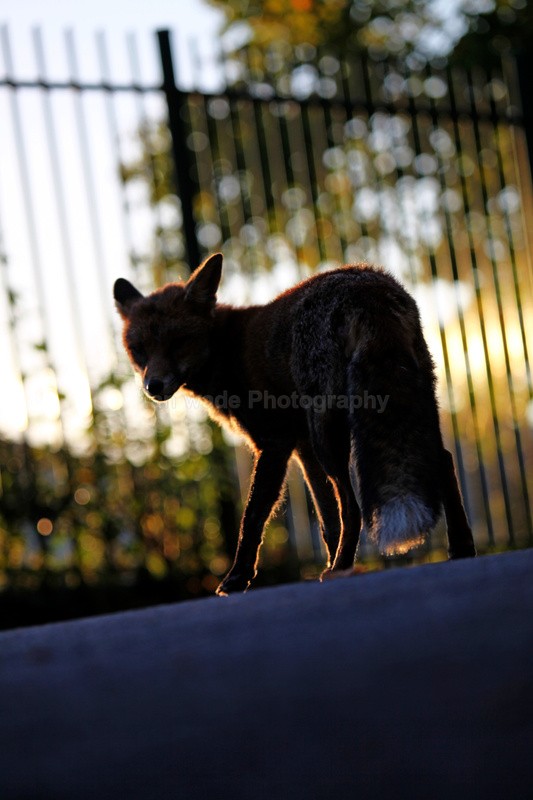 Urban fox Silhouette in a Bristol Street - Urban Foxes, Bristol, Great Britain