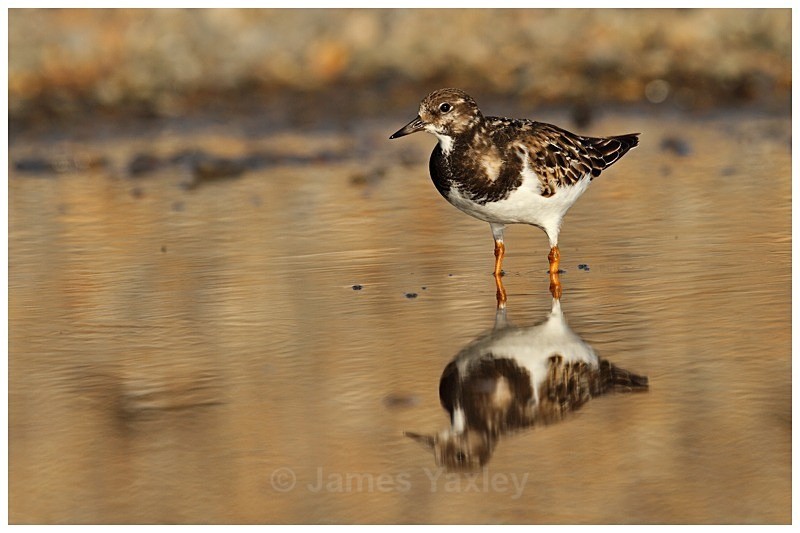 Turnstone Reflection 2 - Coast and Marine