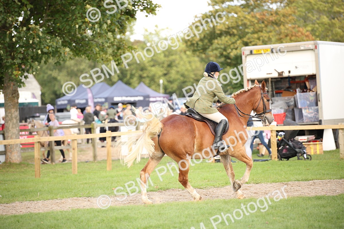 SBM_50218 - S26 - Young Veteran - Ridden