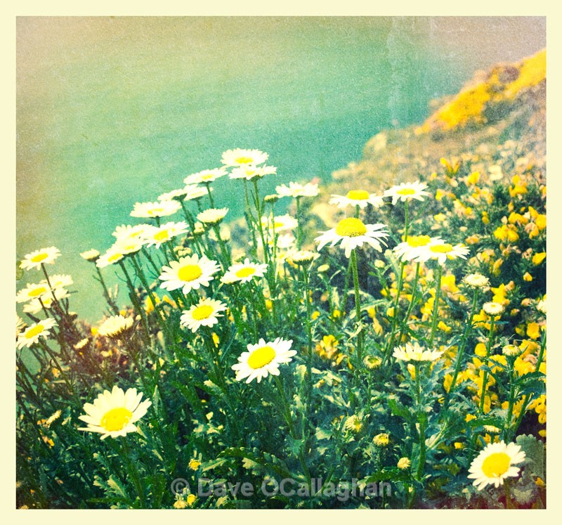 Flower Power
