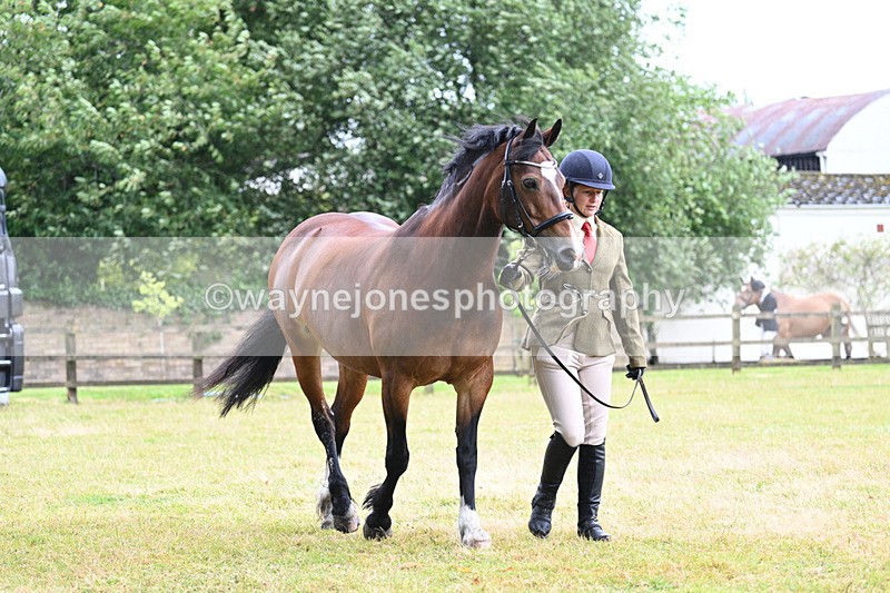 WJ7_6031 - Class 4a Prettiest Mare over 14hh