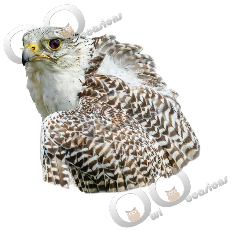 Gyr Hybrid-1136 - BoP from around the world