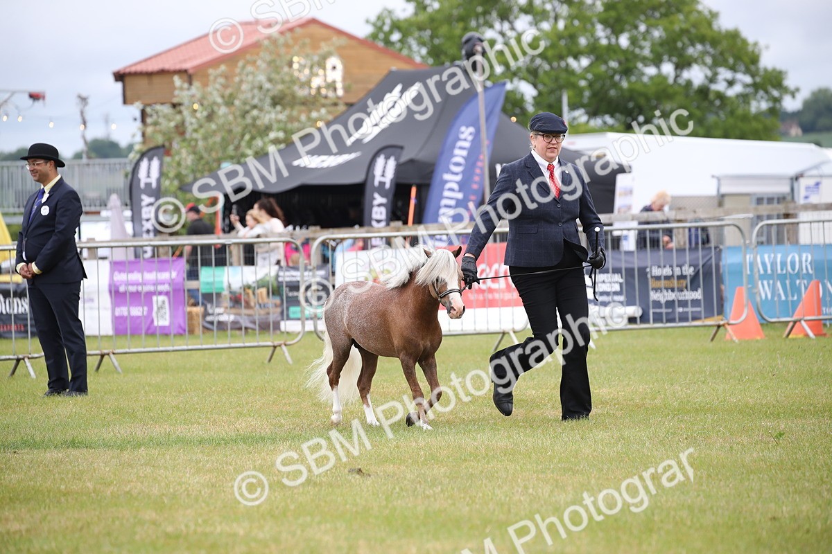 SBM_03743 - Class 23-25 - British Miniature Horse of the Year