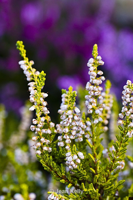 Flower - 8347 - White