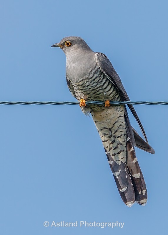 Astland Photography, Bird and Wildlife Images, Susan and Peter Wilson, U.K.