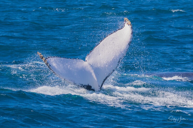 Beautiful Fluke 2. 0A3A4376 - 2025 Whales