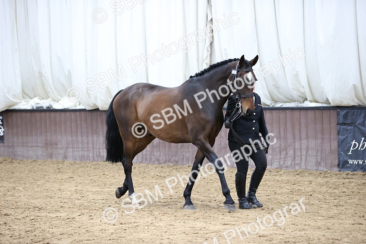 SBM_5718 - Class 3 - BSHA In Hand Show Hunter