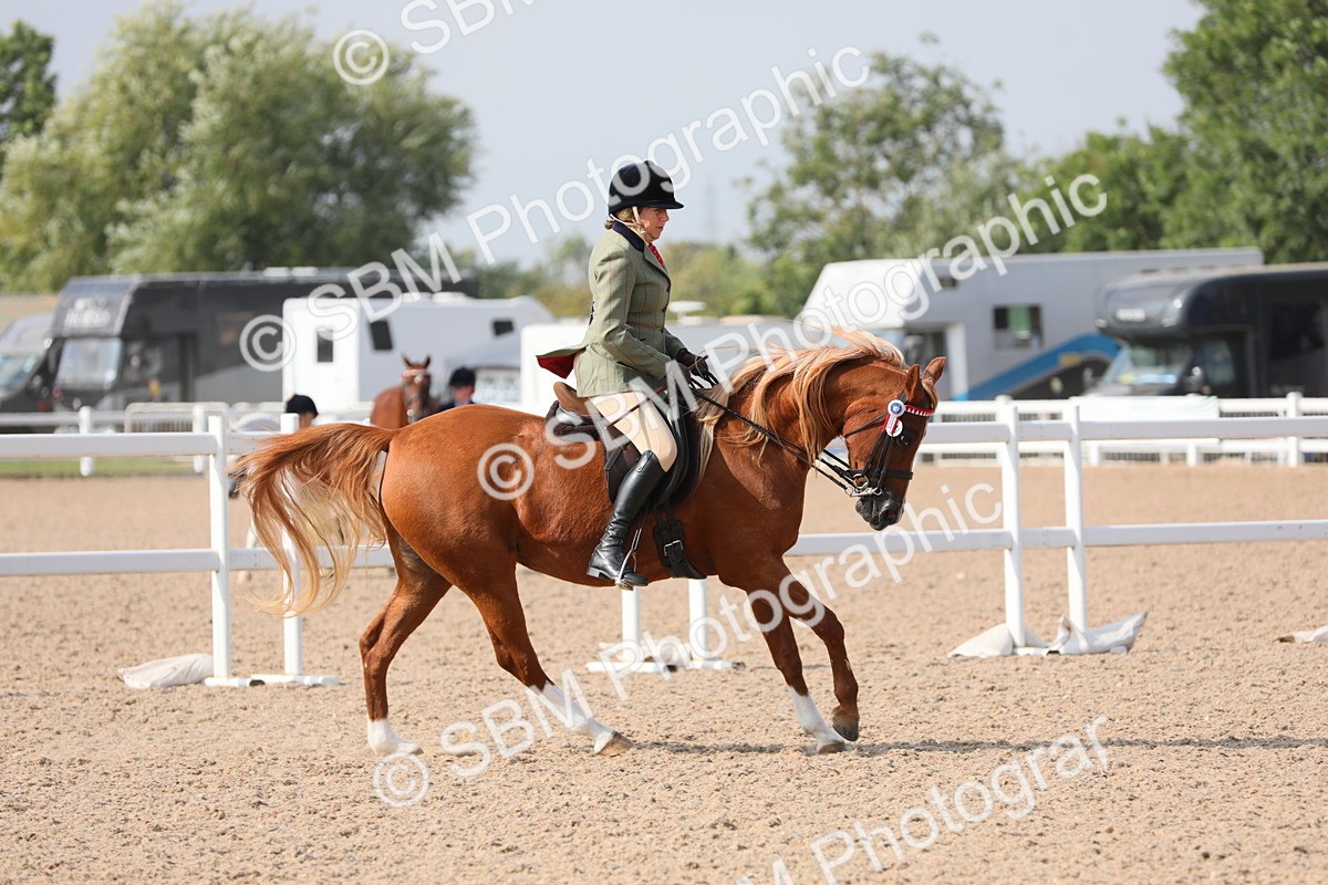 SBM_11402 - Class 305 Ridden Foreign Breeds- Pure Bred