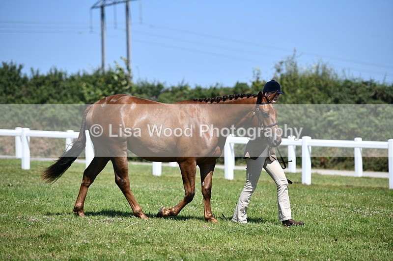 DSC_6813 - Class 57: Hunter/Riding Horse/Hack 1, 2 & 3 yr olds