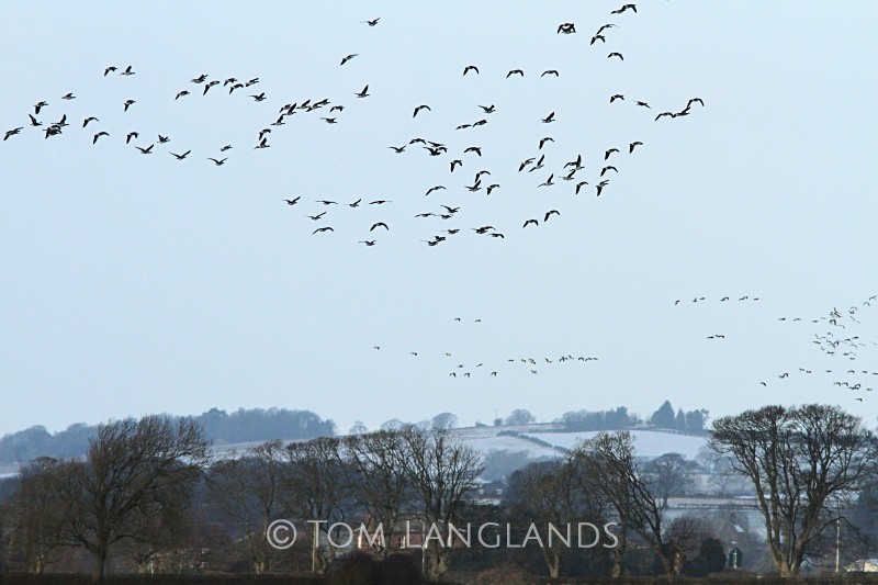 Caerlaverock - Landscapes