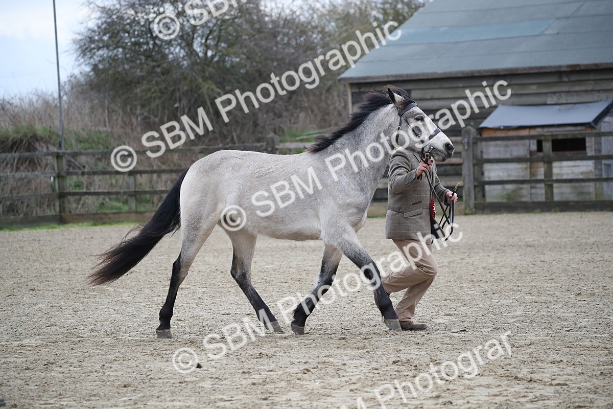 SBM_004101 - Class 1-4 - Young Stock classes Inc. In Hand Championship