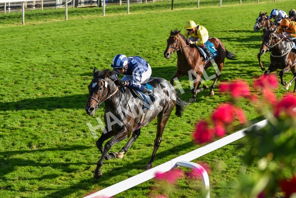 141023-Race 5-Certain Lad-1349 - Race 5 3.35pm Coral Racing Bet Bundles Handicap