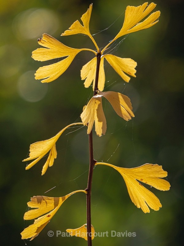 Autumn colour with Ginko (Ginkgo biloba) - Autumn Colours 2020