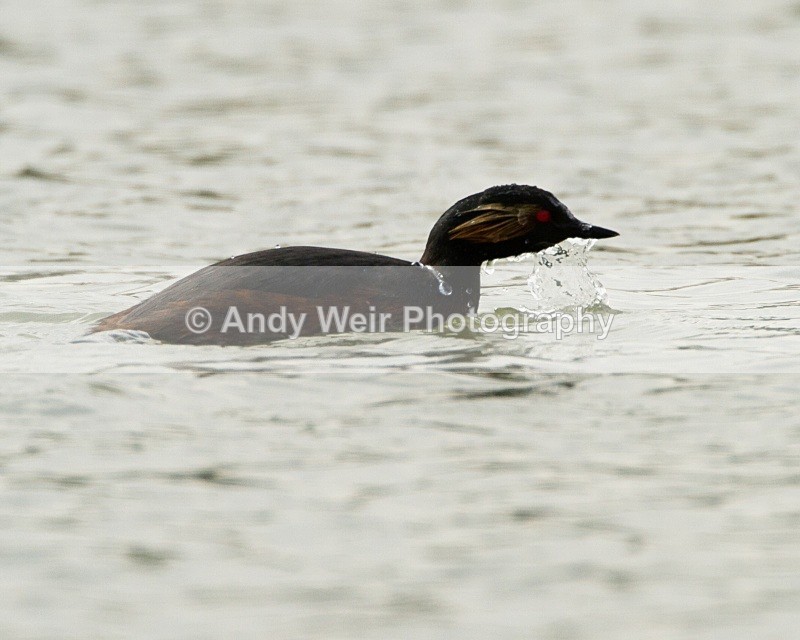 20110416-IMG_4118 - Black-necked Grebe