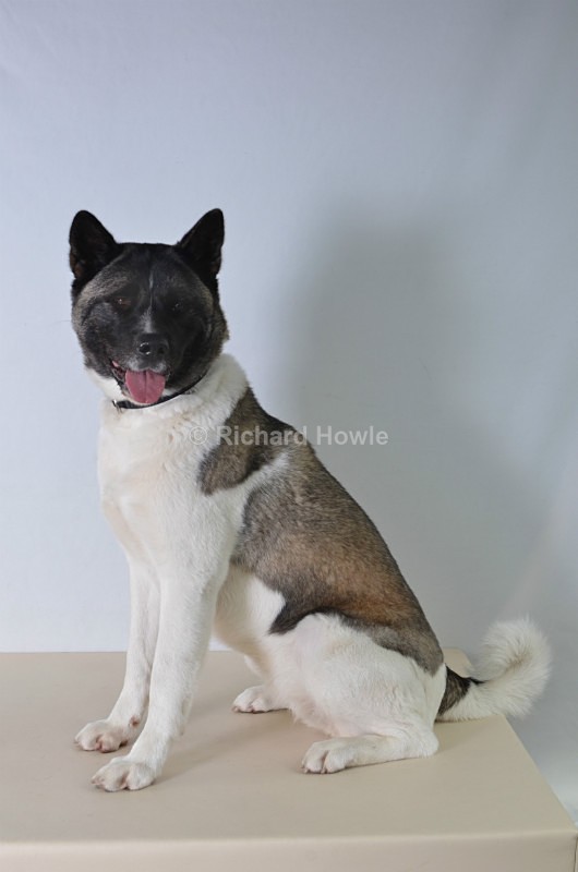 RAH_4223 - Pet Photography