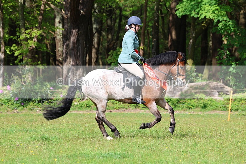 3E7A2778 - Working Hunter Championship