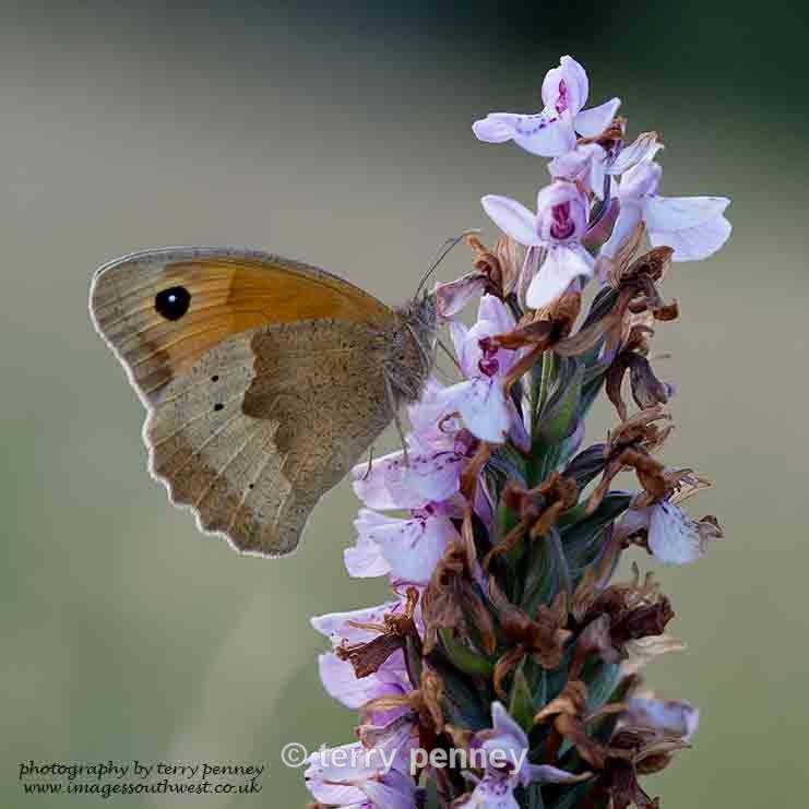 Meadow Brown on wild orchid - Insects & Spiders