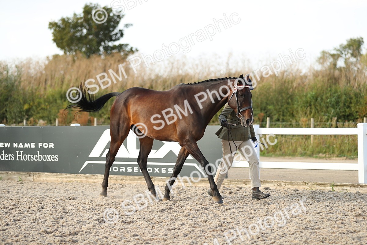 SBM_08722 - Class 28 - IH Veteran Horse