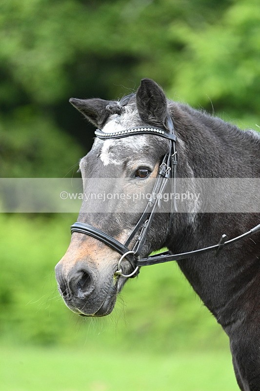 WJ7_1665 - Class 11 Condition & Turnout